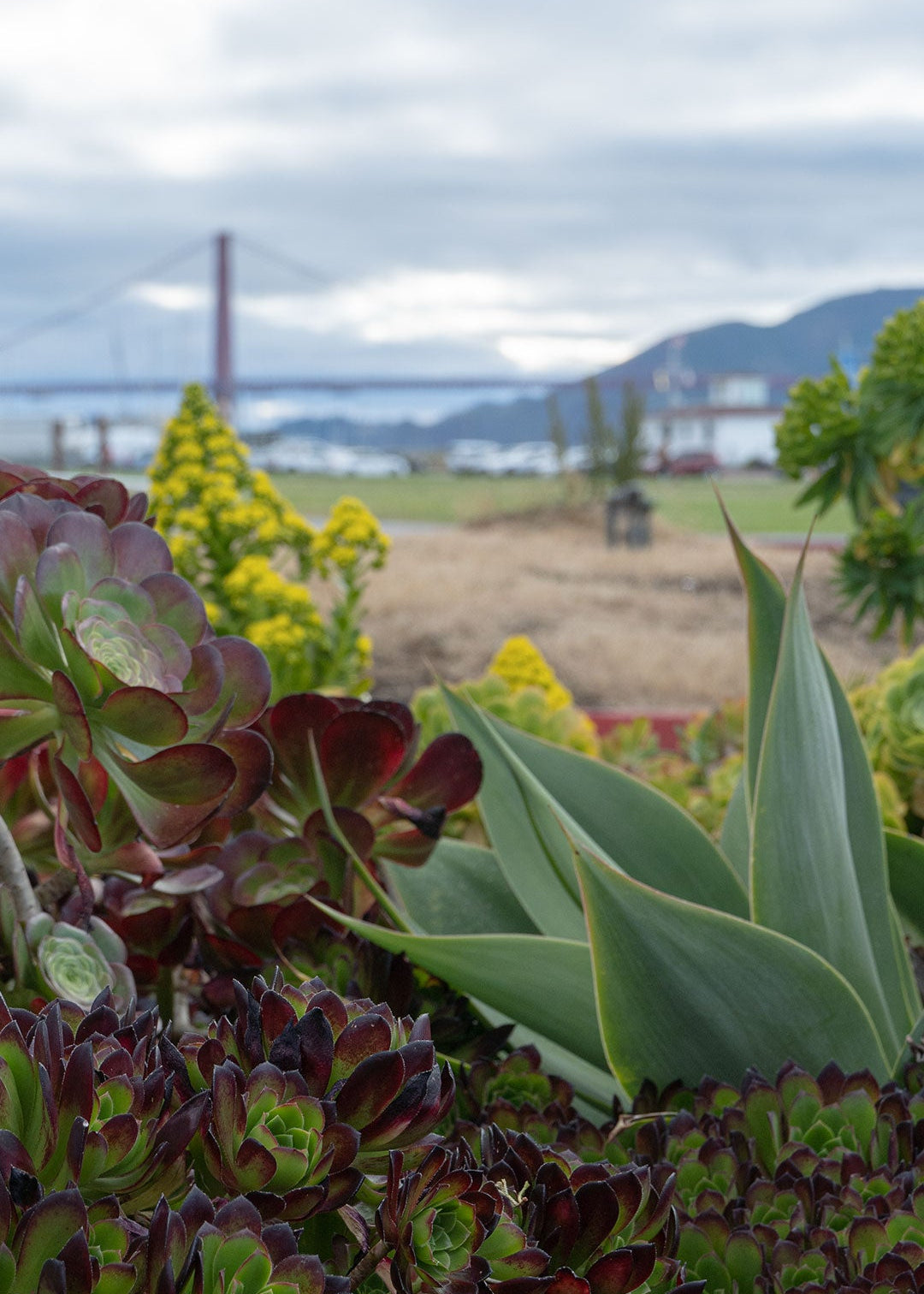 Close-up of succulent plants in the foreground with a blurred outdoor background showing a bridge, water, and hills under a cloudy sky.